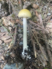 Amanita longipes