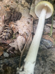 Amanita longipes