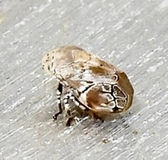 Clastoptera laevigata