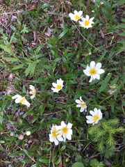 Dryas integrifolia sylvatica