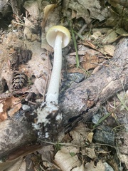 Amanita longipes
