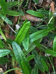 Dryas integrifolia sylvatica