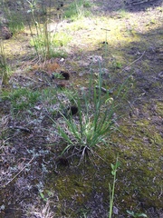 Carex atrosquama