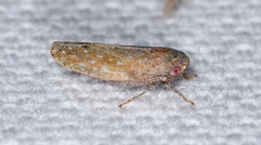 Paraphlepsius continuus