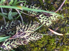Carex atrosquama