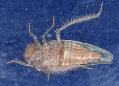 Paraphlepsius continuus