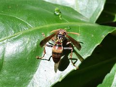 Polistes humilis humilis