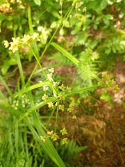Scirpus polyphyllus