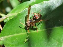 Polistes humilis humilis
