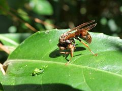 Polistes humilis humilis