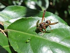 Polistes humilis humilis