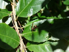 Polistes humilis humilis