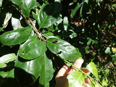 Polistes humilis humilis