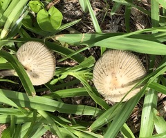 Coprinellus arenicola