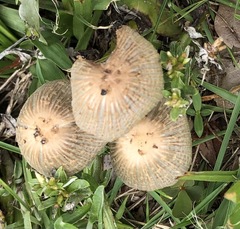 Coprinellus arenicola