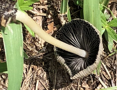 Coprinellus arenicola
