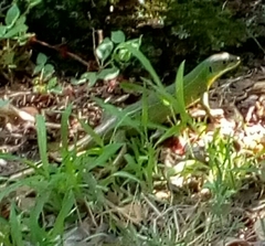 Lacerta trilineata polylepidota