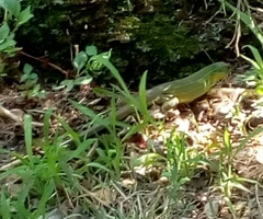 Lacerta trilineata polylepidota