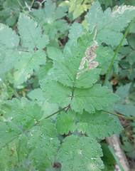 Phytomyza spondylii group