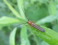 Oberea tripunctata