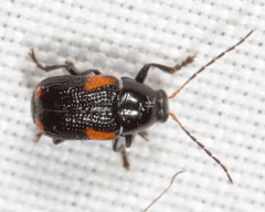 Cryptocephalus quadruplex