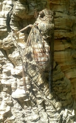 Cicada cretensis