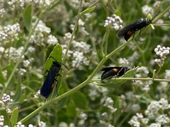 Stizoides renicinctus