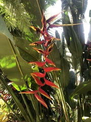 Heliconia × rauliniana