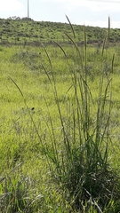 Hordeum bulbosum