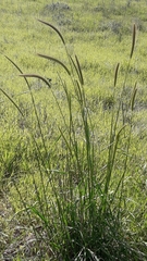 Hordeum bulbosum