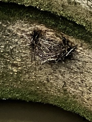 Chaetura pelagica