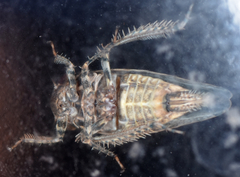 Paraphlepsius tennessus