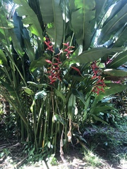 Heliconia × rauliniana