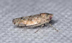 Paraphlepsius tennessus