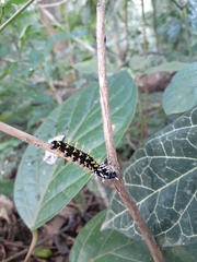 Colobura dirce