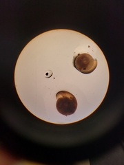 Striatura milium