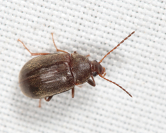 Isomira pulla