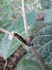 Colobura dirce