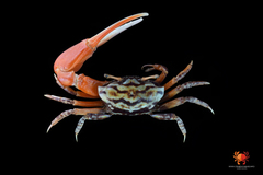 Paraleptuca splendida