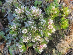 Gentianella antarctica