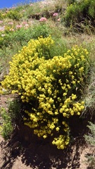 Calceolaria thyrsiflora