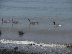 Branta canadensis