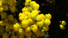 Calceolaria thyrsiflora