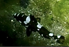 Epinephelus maculatus