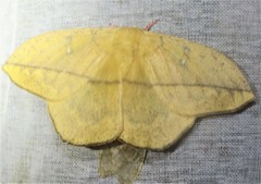 Lonomia electra