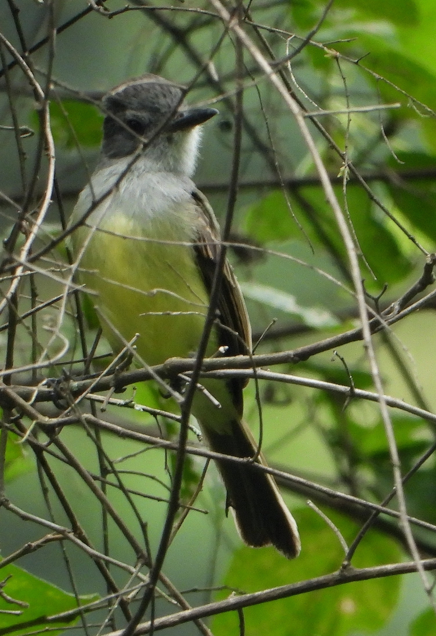 Myiarchus phaeocephalus image