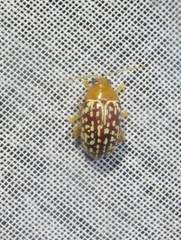 Blepharida