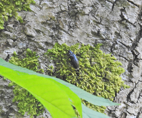 Melandrya dubia