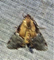 Cacozelia basiochrealis