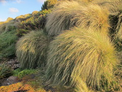 Poa litorosa